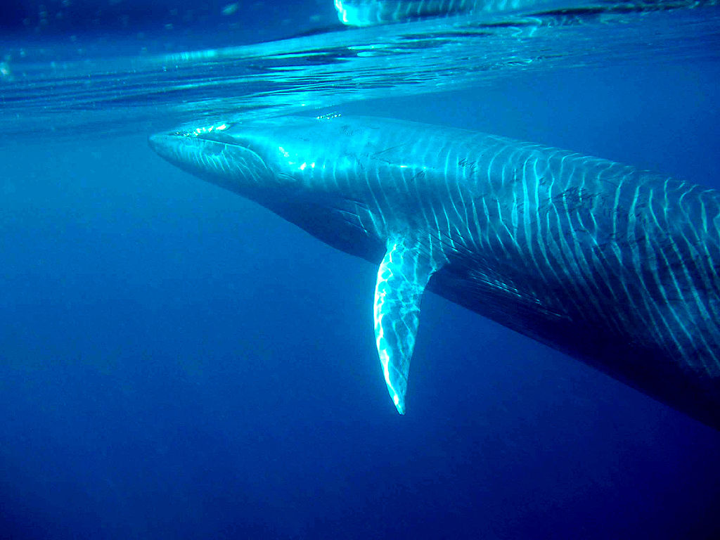 File:Whale.jpg